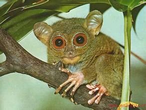 科島吼猴 科島吼猴