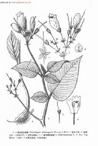 齒萼紫花苣苔 齒萼紫花苣苔