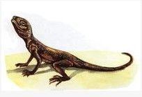 歐亞沙蜥 歐亞沙蜥