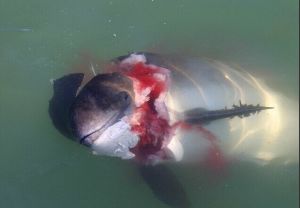 大型食肉哺乳動物灰海豹在北海殘忍肢解大量鼠海豚
