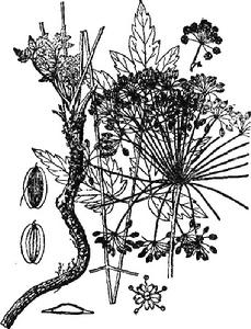 華中前胡 華中前胡