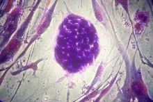 人體胚胎幹細胞群