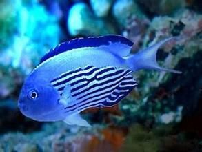 藍寶神仙魚 藍寶神仙魚