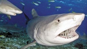 虎鯊 虎鯊