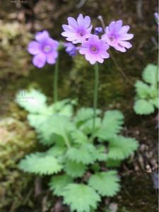 香花報春 香花報春
