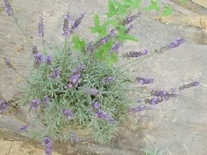 穗薰衣草 穗薰衣草