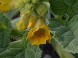 單角胡麻屬 單角胡麻屬