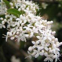 夜來香[藤狀草本]