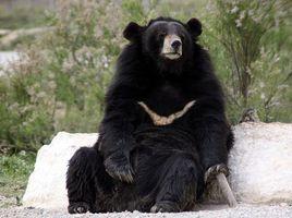 黑熊喜馬拉雅亞種 黑熊喜馬拉雅亞種