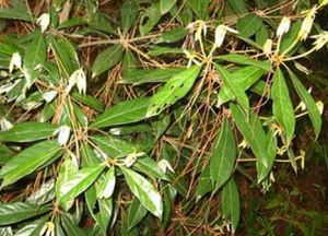 銹葉瓊楠 銹葉瓊楠