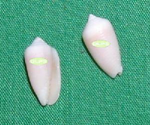 小芋筆螺 小芋筆螺