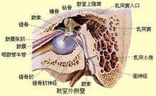耳朵[聽覺器官]