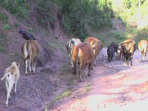 發展有為的畜牧業