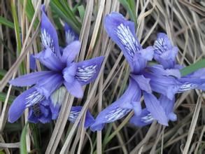 紫苞鳶尾 紫苞鳶尾