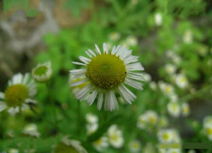堪察加飛蓬 堪察加飛蓬