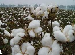 棉花白粉病 棉花白粉病