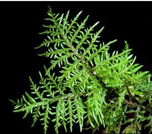 短喙塔蘚 短喙塔蘚