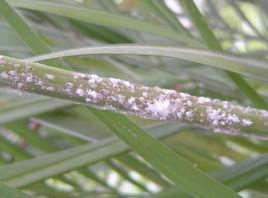 考氏白盾蚧 考氏白盾蚧