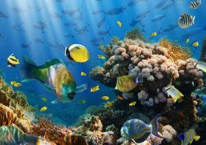 海洋生物 海洋生物