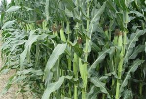 新丹7號 新丹7號