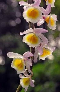 報春石斛 報春石斛