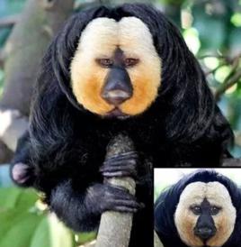 白面粗尾猿 白面粗尾猿