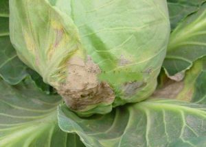 甘藍葉腐病 甘藍葉腐病