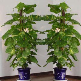 花卉租賃 花卉租賃