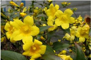 法國香水花 法國香水花