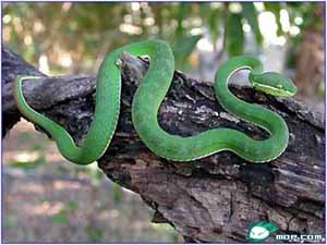 中國十大著名毒蛇