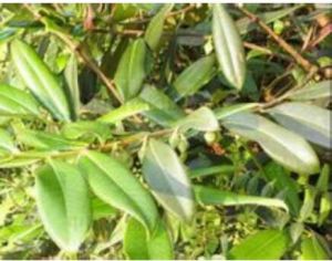 海南楊桐 海南楊桐