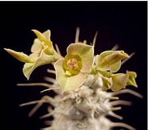 小序大戟 小序大戟