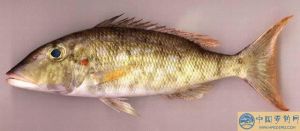紅鰓裸頰鯛 紅鰓裸頰鯛