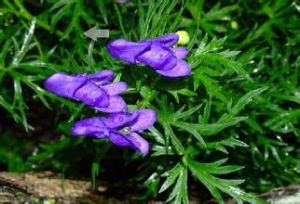 長白烏頭 長白烏頭