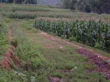 黃土坡村[雲南楚雄市鹿城鎮下轄村]