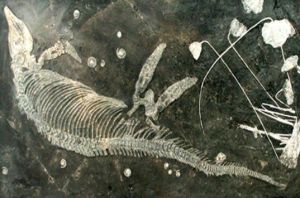 魚龍化石