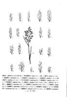 異枝鹼茅 異枝鹼茅