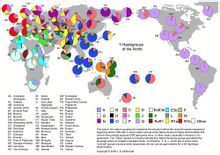 人類Y染色體在全世界的分布比例圖