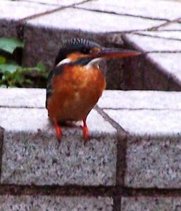 （圖）普通翠鳥