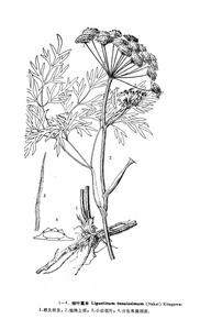 細葉藁本 細葉藁本