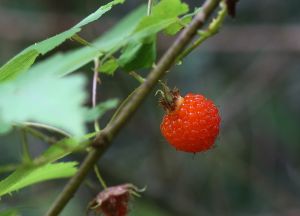 中南懸鉤子 中南懸鉤子