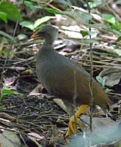 湯加冢雉 湯加冢雉