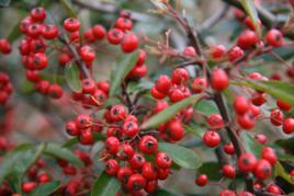 山果[山地出產的果品]