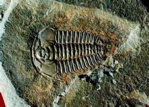 米契林角石屬 米契林角石屬