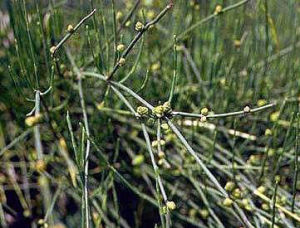 木賊麻黃 木賊麻黃