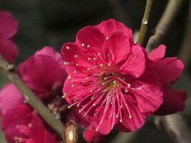 紅須硃砂梅 紅須硃砂梅