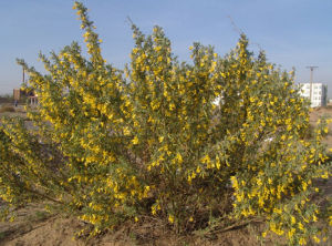 中間錦雞兒 中間錦雞兒