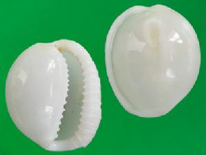 米拉蛹螺 米拉蛹螺