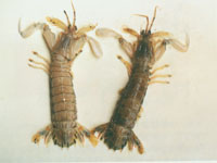 海洋生物--口蝦蛄 海洋生物--口蝦蛄