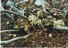 馬鈴薯癌腫病病株